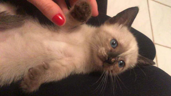 Gato ra a  idade Abaixo de 2 meses nome Sem nome