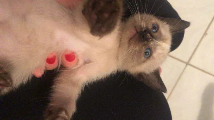 Gato ra a  idade Abaixo de 2 meses nome Sem nome