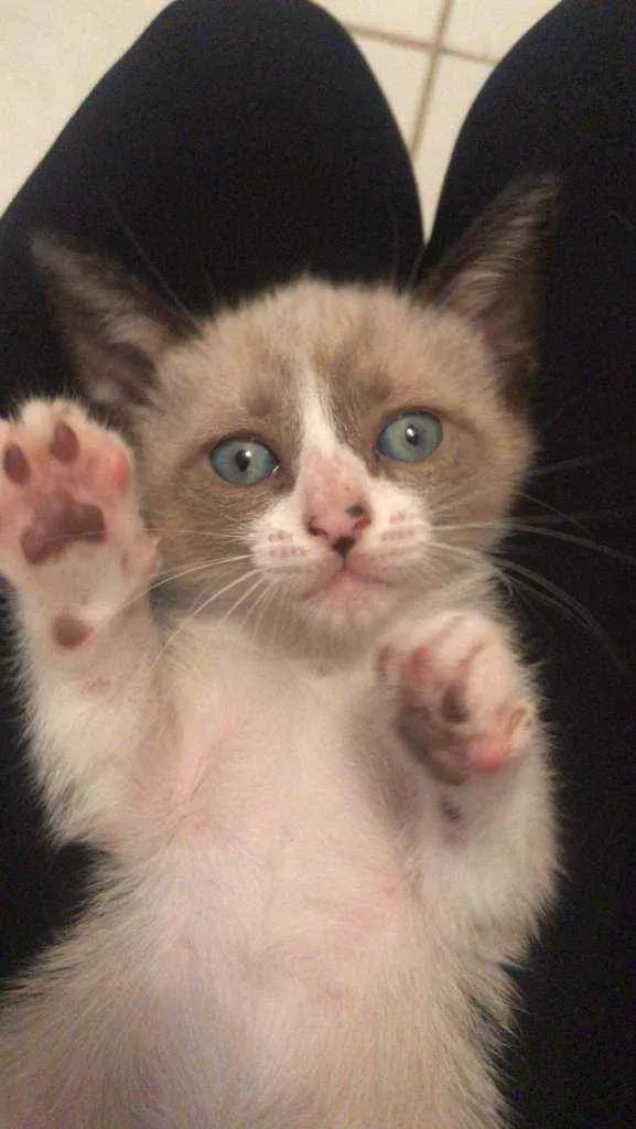 Gato ra a  idade Abaixo de 2 meses nome Sem nome