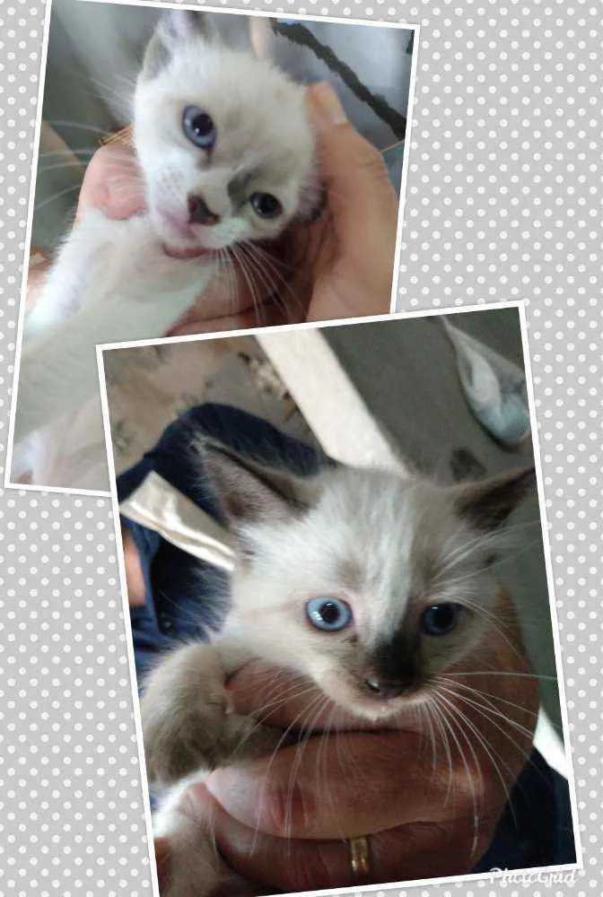 Gato ra a Indefinida idade Abaixo de 2 meses nome Sem nome definido