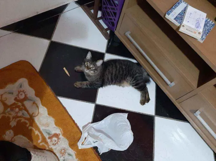 Gato raça Srd idade 7 a 11 meses nome Tomas