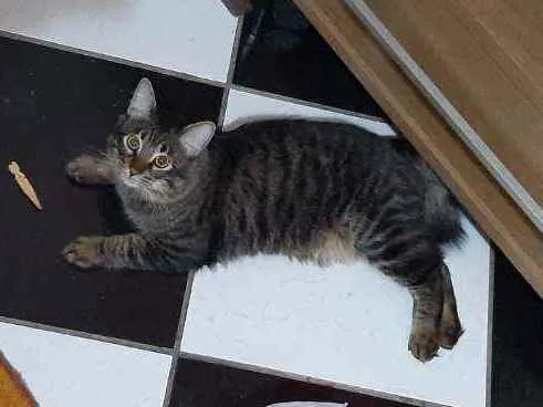 Gato raça Srd idade 7 a 11 meses nome Tomas