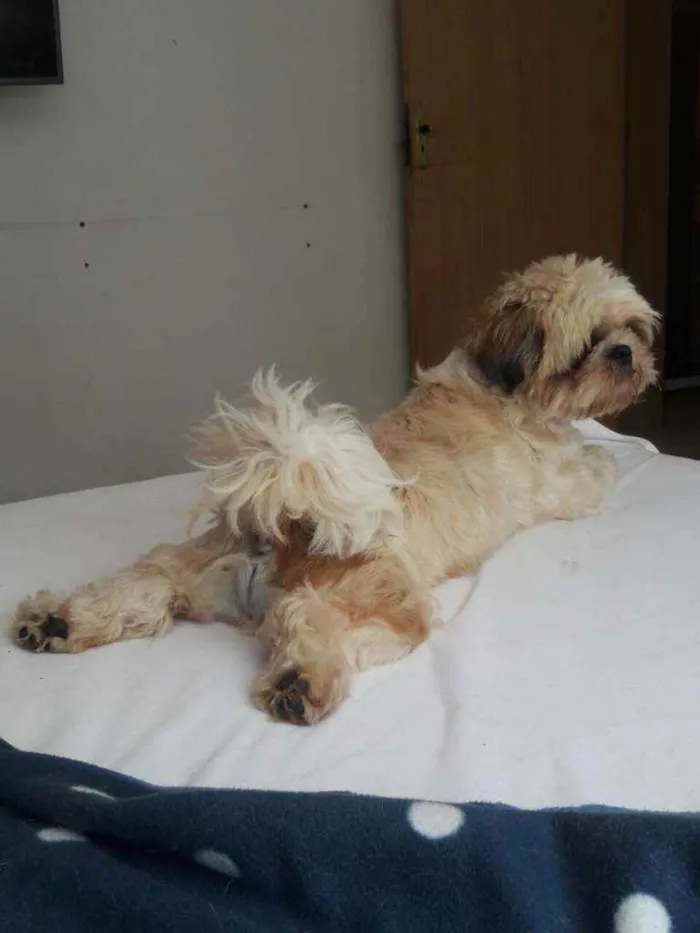 Cachorro ra a Shihtzu idade 5 anos nome Enzo