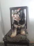 Maxwell