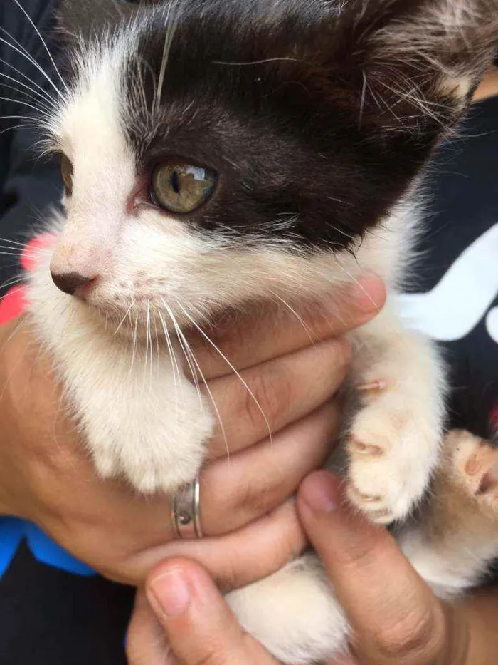 Gato ra a Indefinido idade Abaixo de 2 meses nome Branquinho,pretinho,