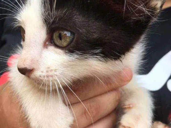 Gato ra a Indefinido idade Abaixo de 2 meses nome Branquinho,pretinho,