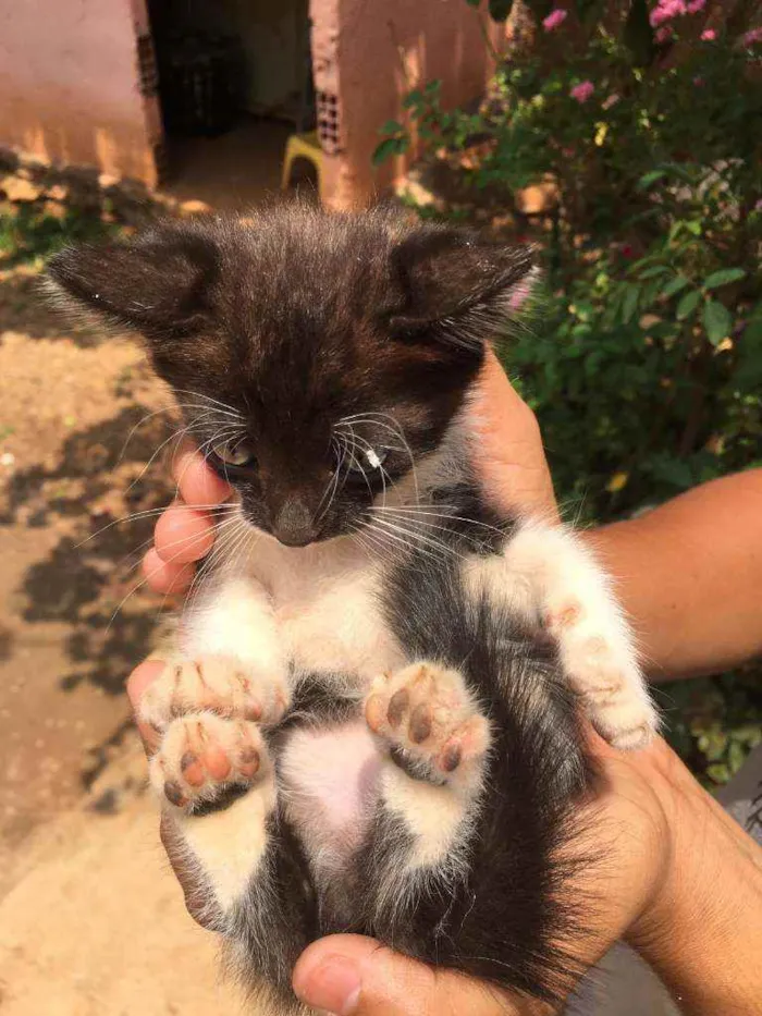 Gato raça Indefinido idade Abaixo de 2 meses nome Ze,pretinho,bola,bra
