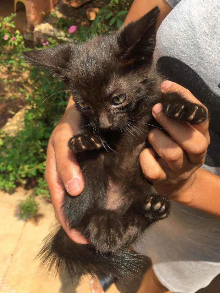Gato raça Indefinido idade Abaixo de 2 meses nome Ze,pretinho,bola,bra