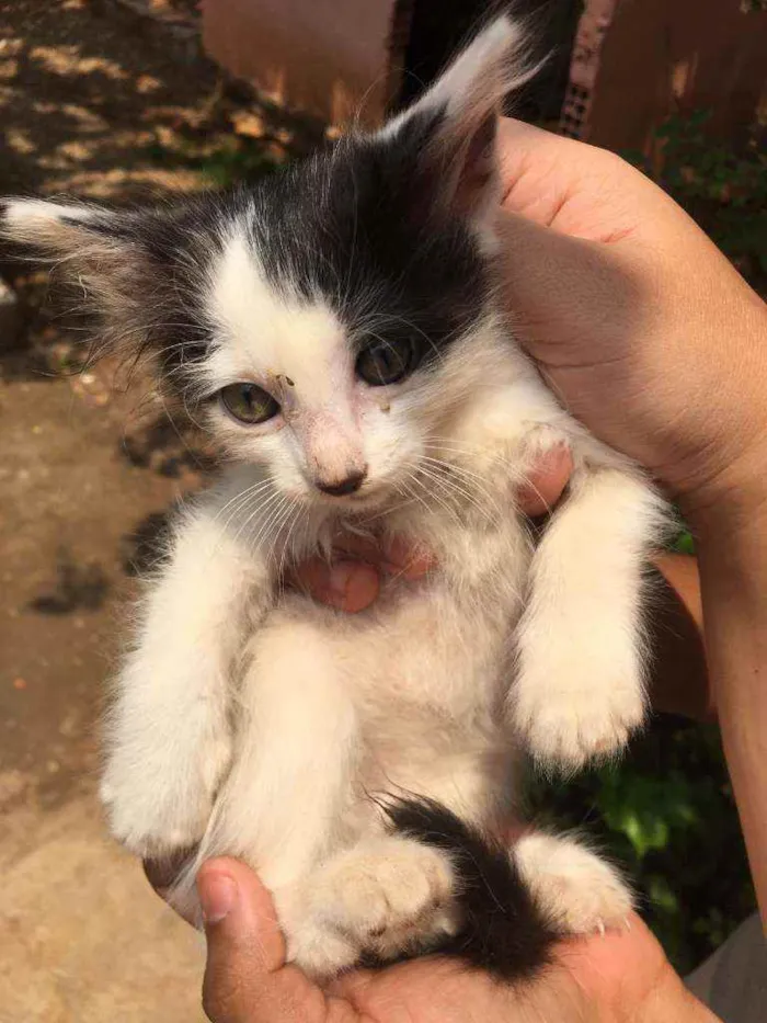 Gato raça Indefinido idade Abaixo de 2 meses nome Ze,pretinho,bola,bra