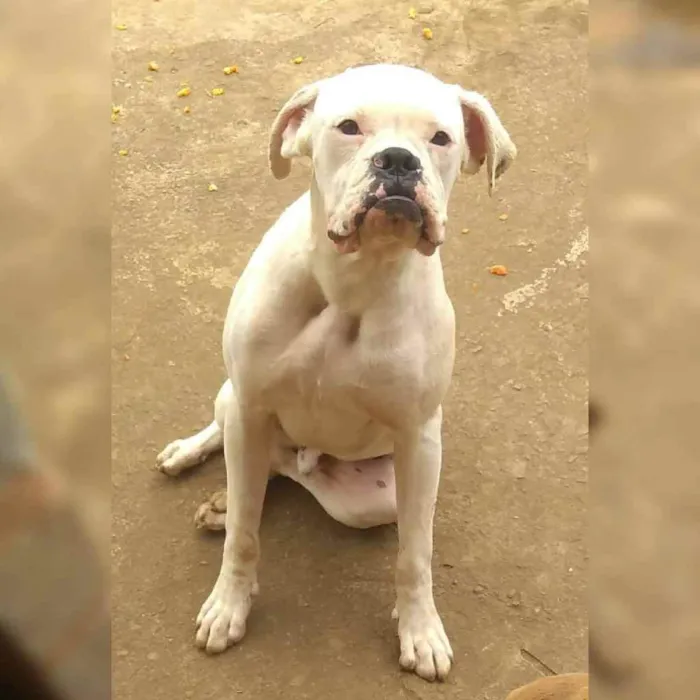 Cachorro ra a Boxer  idade 3 anos nome Eloy