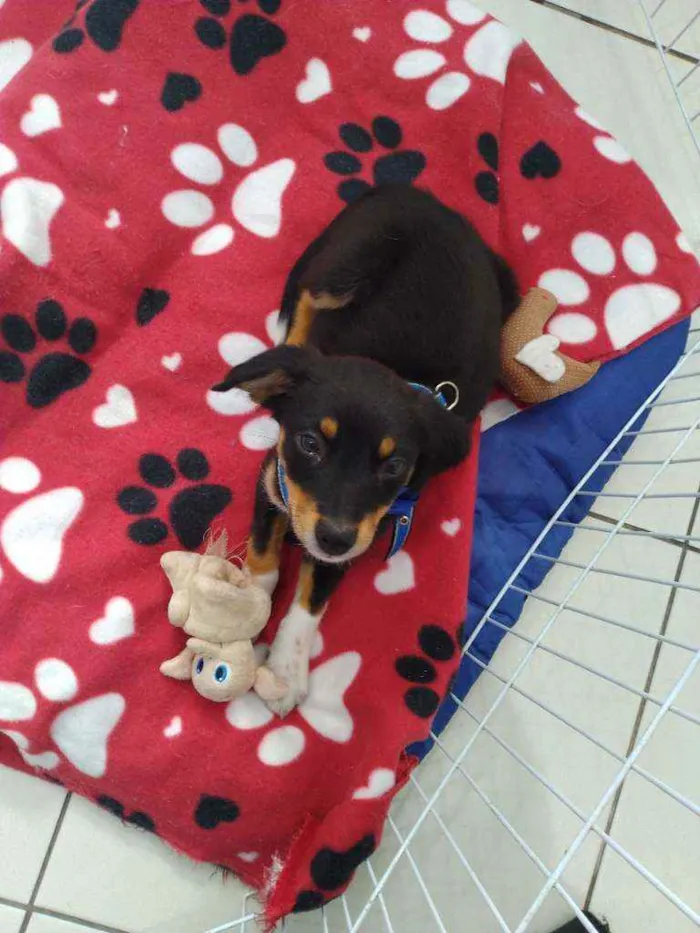 Cachorro ra a Srd idade Abaixo de 2 meses nome Guri