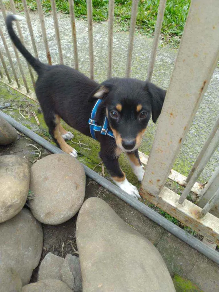 Cachorro ra a Srd idade Abaixo de 2 meses nome Guri
