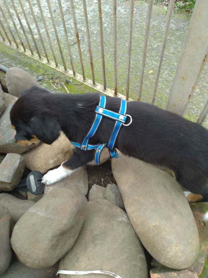 Cachorro ra a Srd idade Abaixo de 2 meses nome Guri