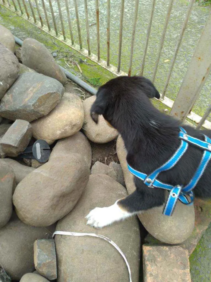 Cachorro ra a Srd idade Abaixo de 2 meses nome Guri