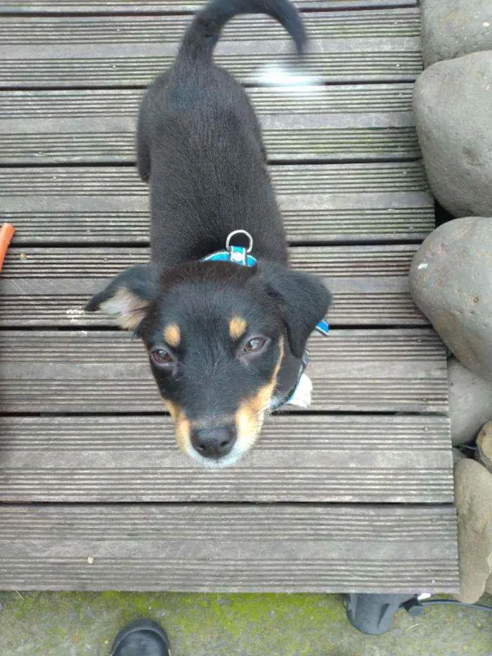 Cachorro ra a Srd idade Abaixo de 2 meses nome Guri