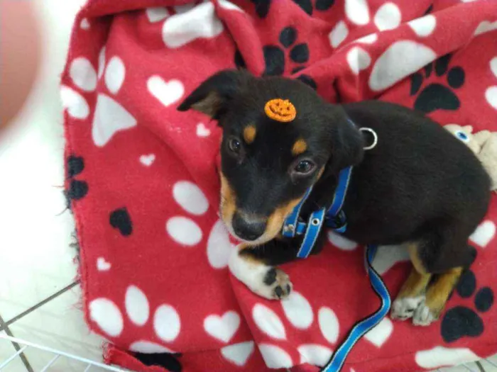 Cachorro ra a Srd idade Abaixo de 2 meses nome Guri