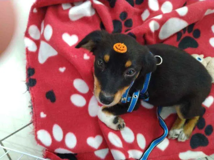 Cachorro ra a Srd idade Abaixo de 2 meses nome Guri