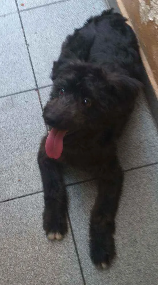 Cachorro raça Srd idade 1 ano nome Paçoca