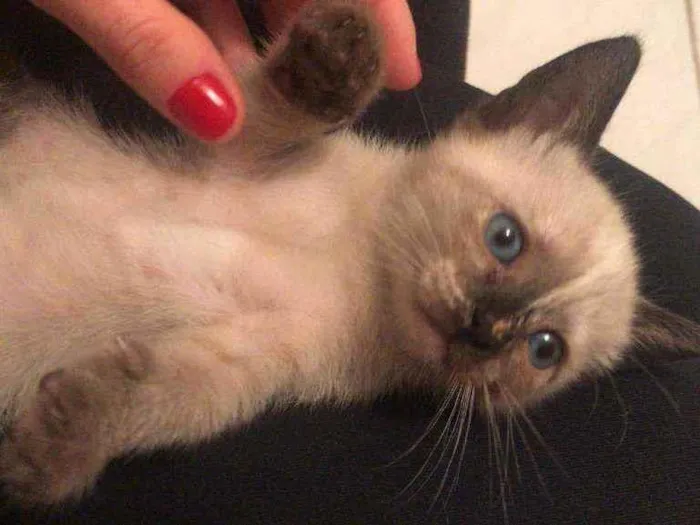 Gato ra a  idade Abaixo de 2 meses nome Sem nome