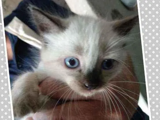 Gato ra a Indefinida idade Abaixo de 2 meses nome Sem nome definido