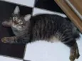 Tomas