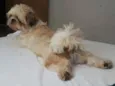 Enzo