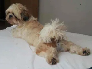 Cachorro raça Shihtzu idade 5 anos nome Enzo