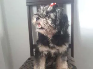 Cachorro raça Mix de lhasa idade 6 ou mais anos nome Maxwell