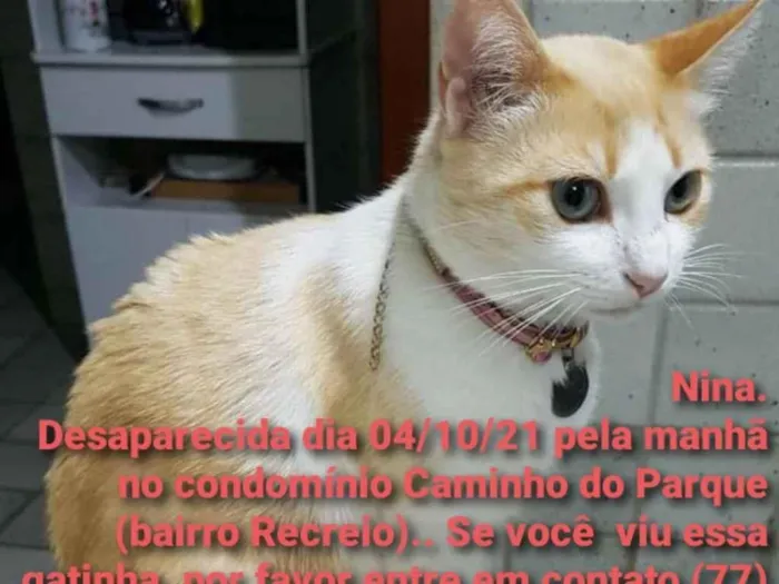 Gato ra a  idade 3 anos nome Nina 