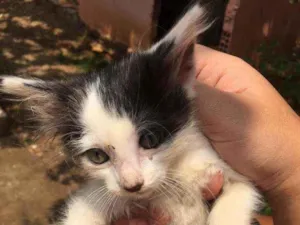 Gato raça Indefinido idade Abaixo de 2 meses nome Ze,pretinho,bola,bra