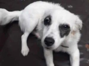 Cachorro raça SRD idade 7 a 11 meses nome Sem Nome