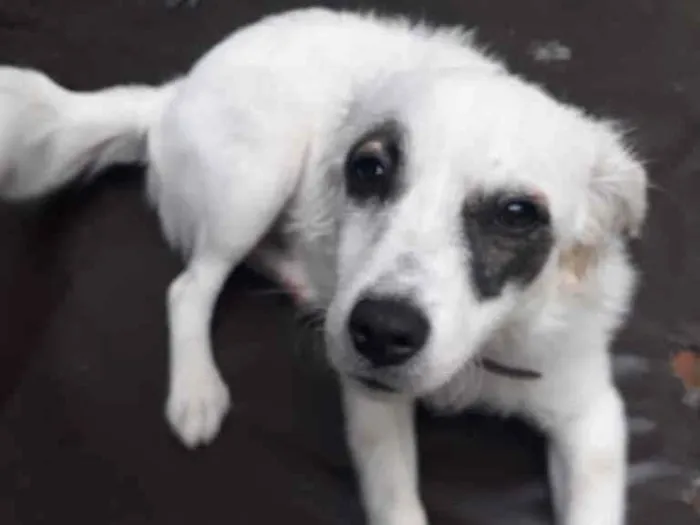 Cachorro raça SRD idade 7 a 11 meses nome Sem Nome