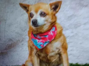 Cachorro raça Chiuaua idade 6 ou mais anos nome Ana laura