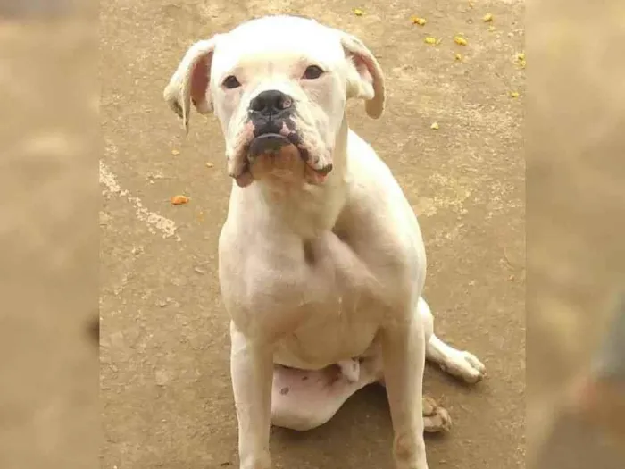 Cachorro ra a Boxer  idade 3 anos nome Eloy