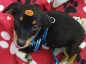 Cachorro raça Srd idade Abaixo de 2 meses nome Guri