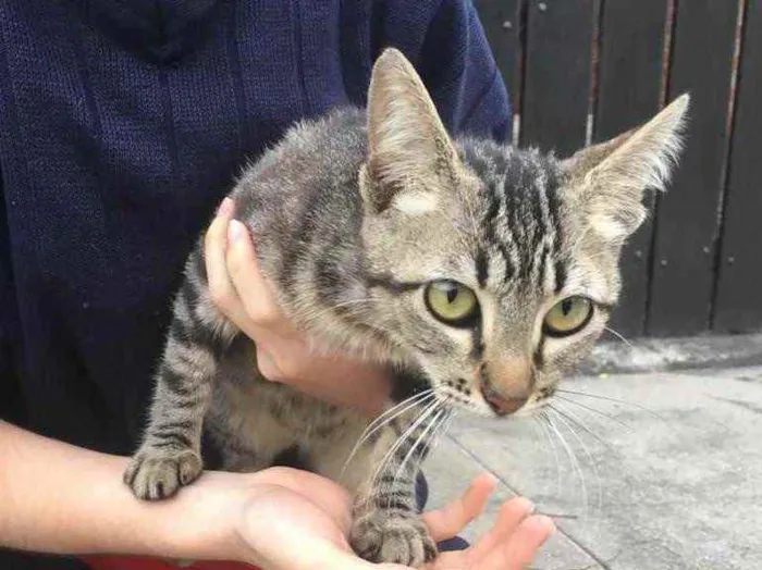 Gato raça Sem raça definida  idade 2 a 6 meses nome Não há nome ainda 