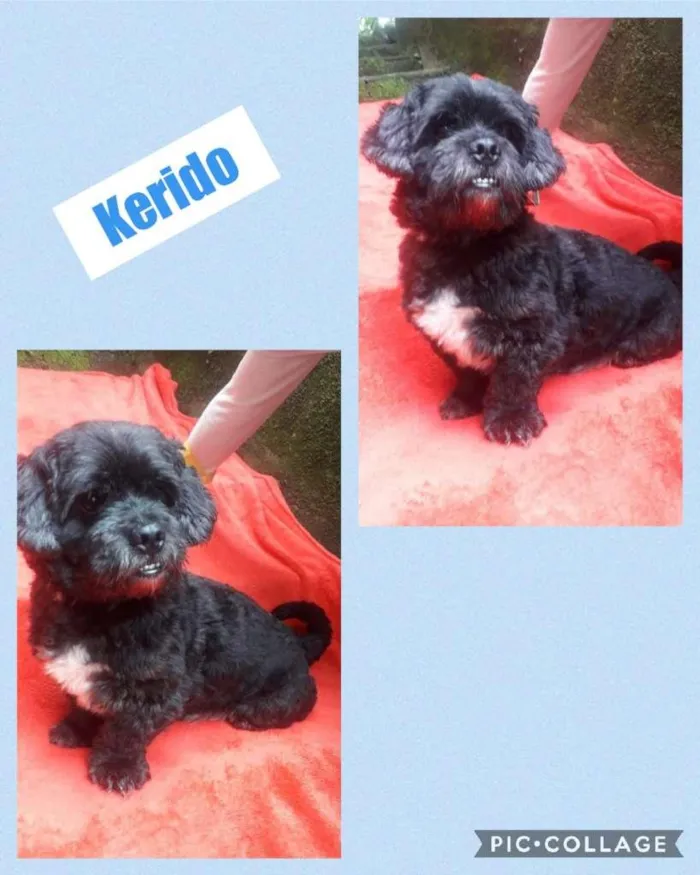 Cachorro ra a Shitzu idade 2 anos nome KERIDO