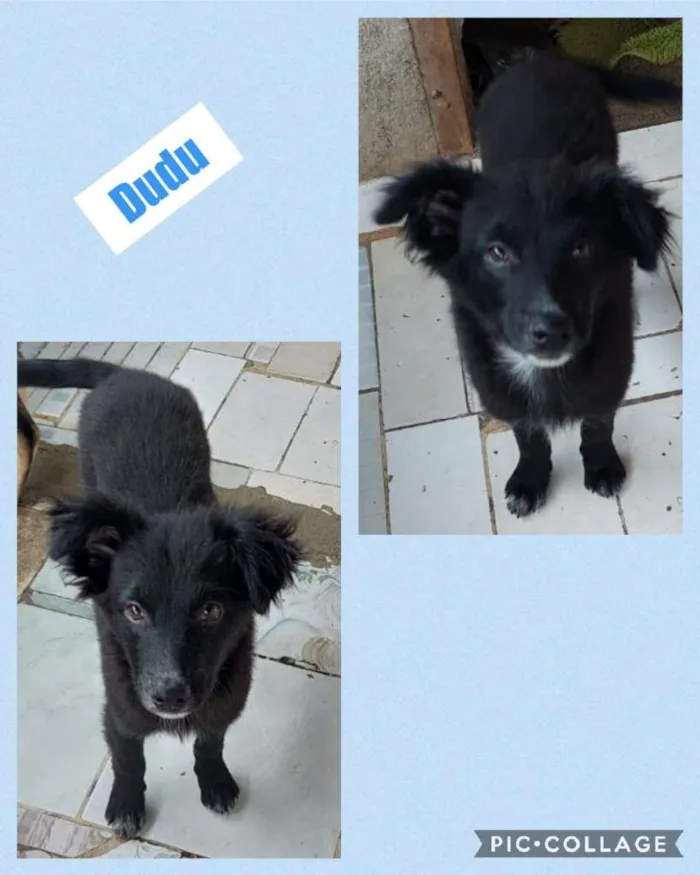 Cachorro raça SRD-ViraLata idade 2 a 6 meses nome DUDU
