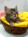 Perla