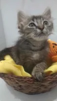 Perla
