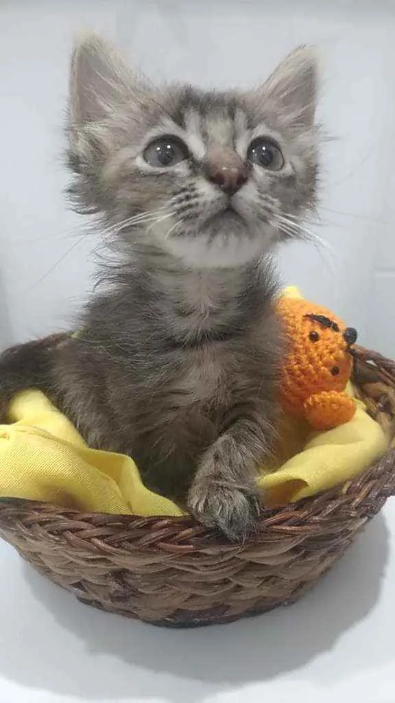 Gato ra a Srd idade 2 a 6 meses nome Perla