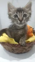 Perla