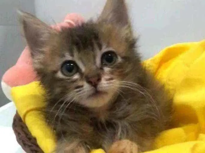 Gato ra a Srd idade 2 a 6 meses nome Perla