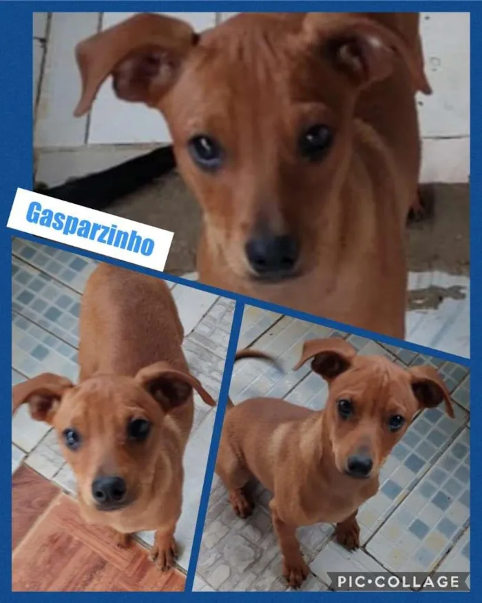 Cachorro ra a SRD-ViraLata idade 2 a 6 meses nome GASPARZINHO