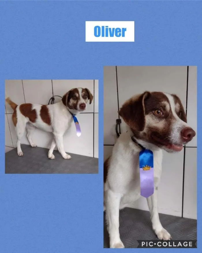 Cachorro ra a SRD-ViraLata idade 1 ano nome OLIVER