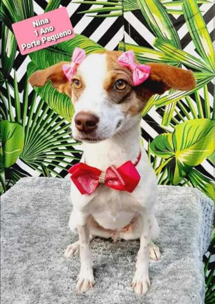Cachorro raça SRD  idade 1 ano nome Nina