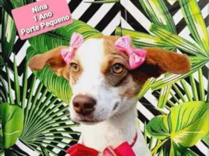 Cachorro raça SRD  idade 1 ano nome Nina