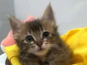 Gato raça Srd idade 2 a 6 meses nome Perla