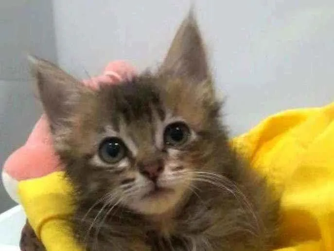 Gato ra a Srd idade 2 a 6 meses nome Perla