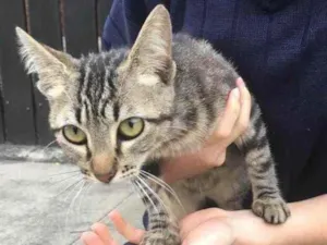 Gato raça Sem raça definida  idade 2 a 6 meses nome Não há nome ainda 